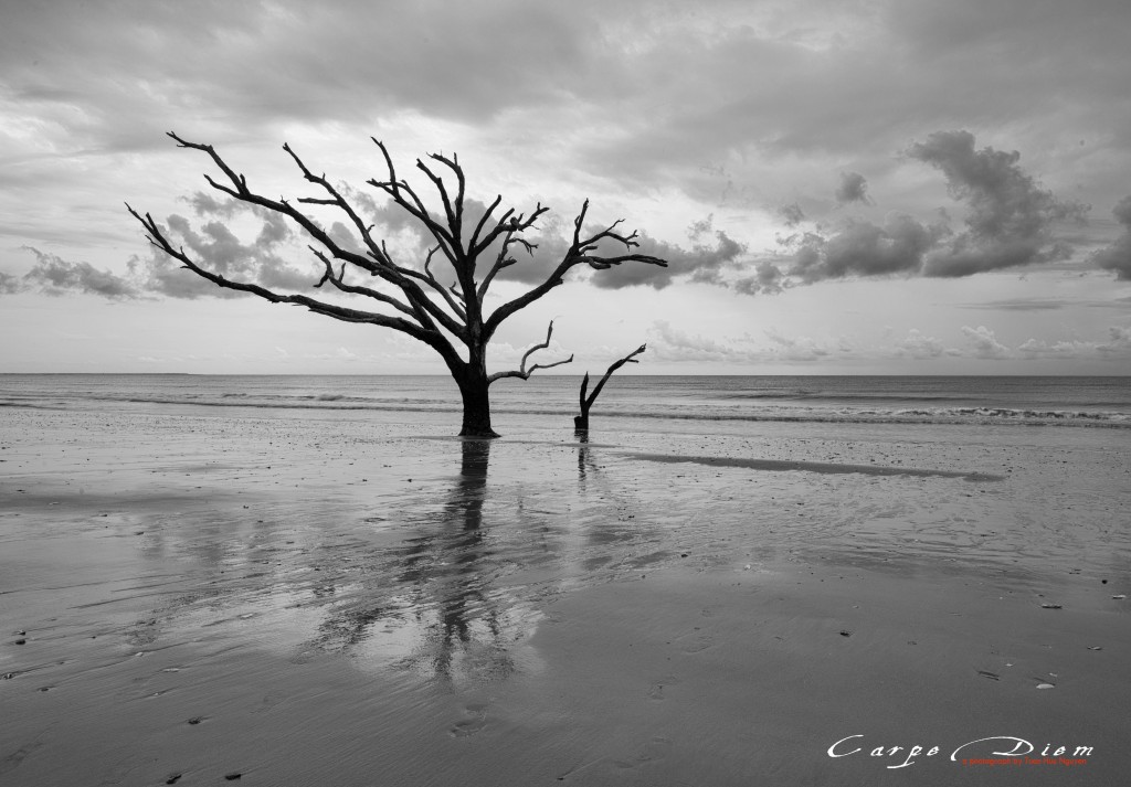 Boneyard Beach, Charleston