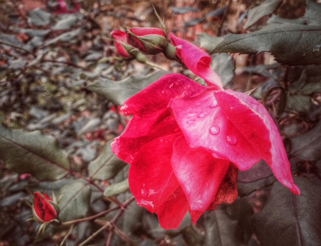 Raindrops on a red rose