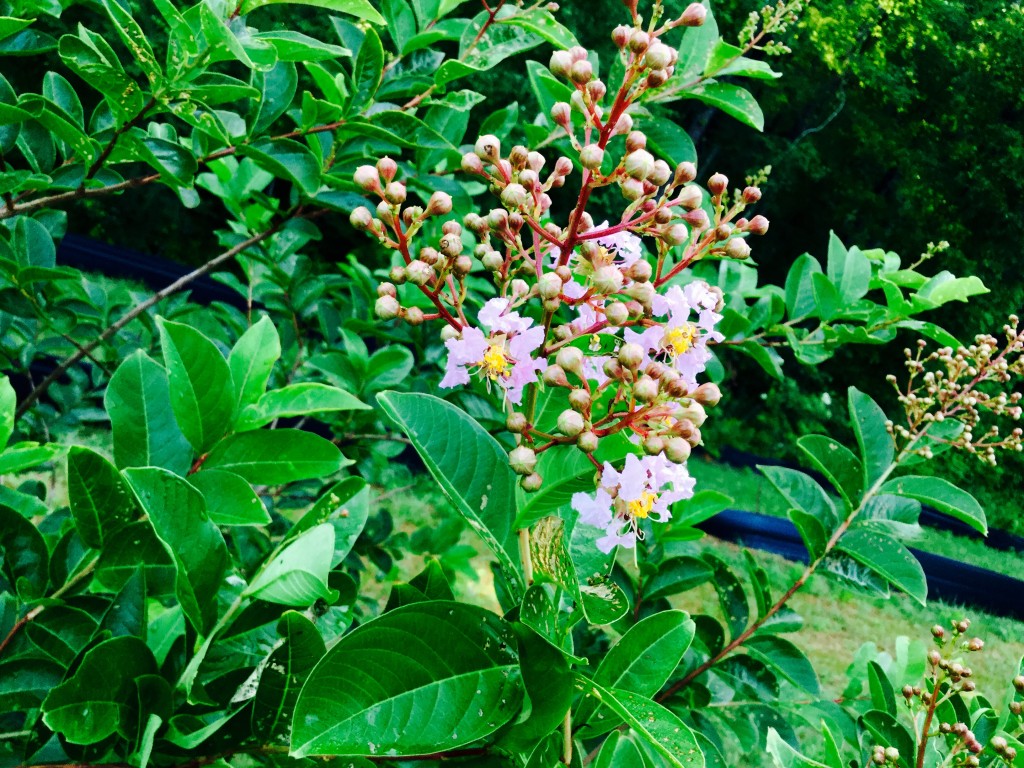 Crepe Myrtle