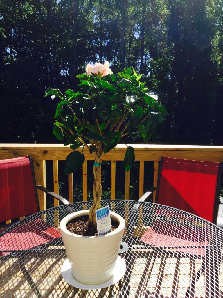 Flower bonsai