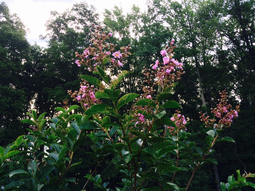 Crepe Myrtle 