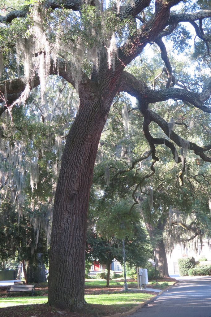 phố Savannah với cây xanh và Moss