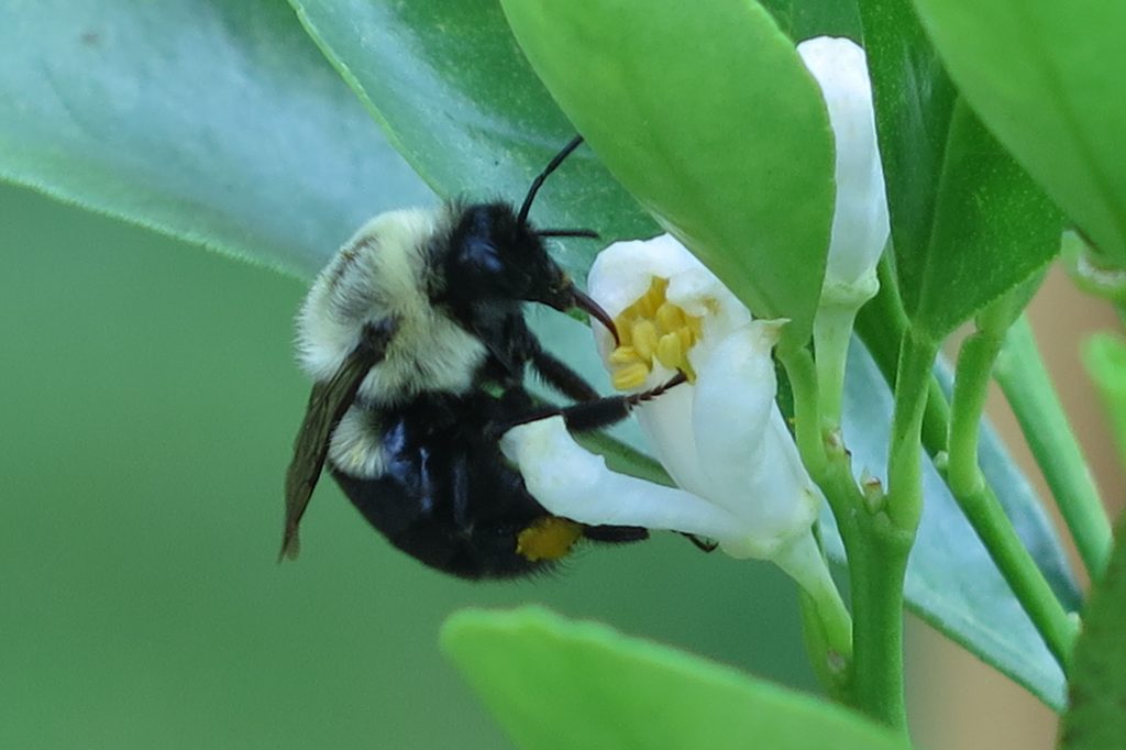 Chú ong và hoa cây Tắc