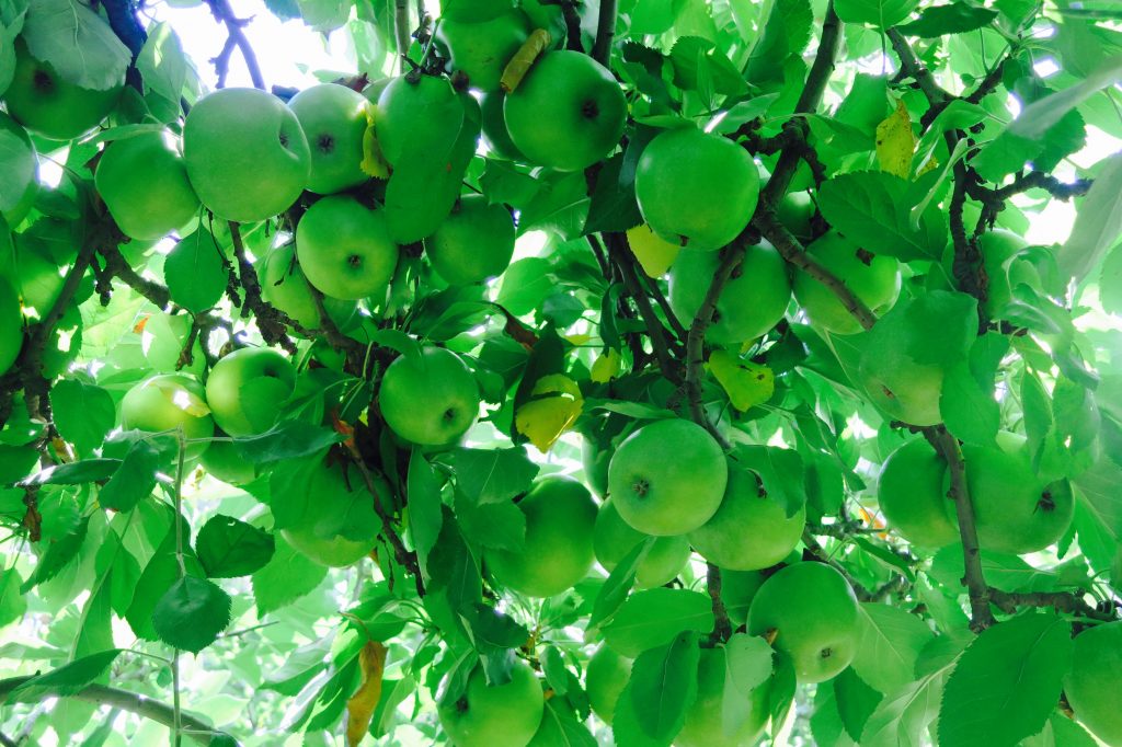 Pick your own apples, Hendersonville, NC