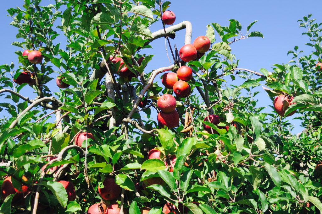 Pick your own apples, Hendersonville, NC