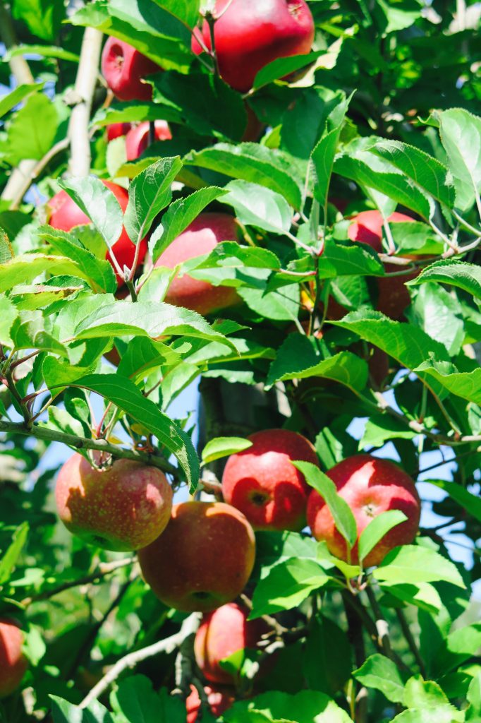 Pick your own apples, Hendersonville, NC