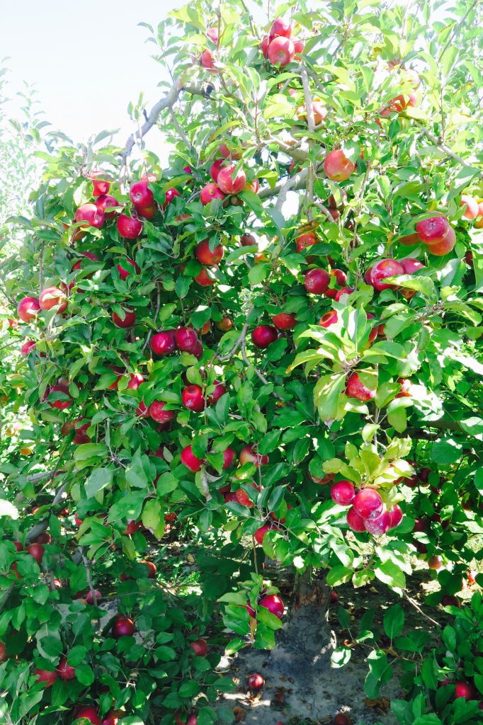Pick your own apples, Hendersonville, NC