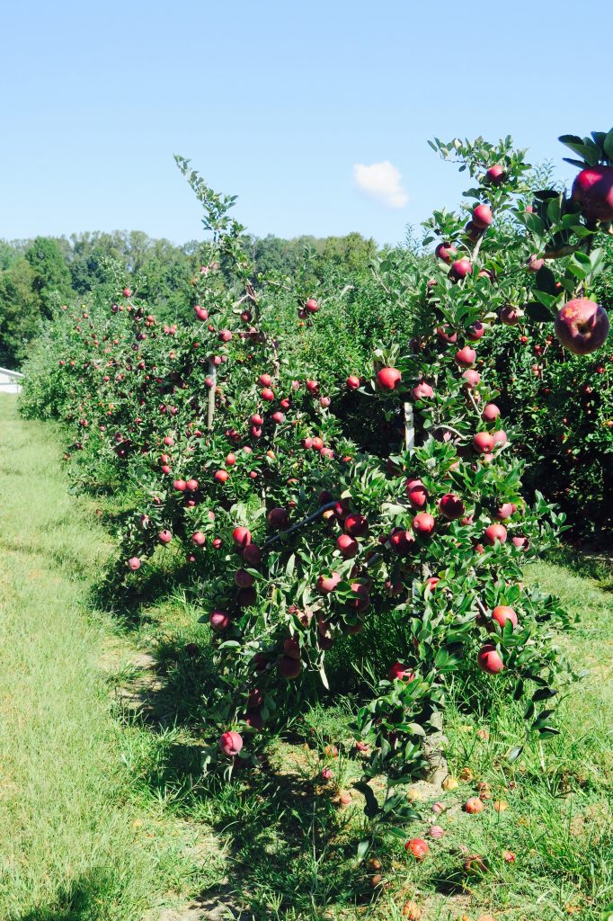 Pick your own apples, Hendersonville, NC