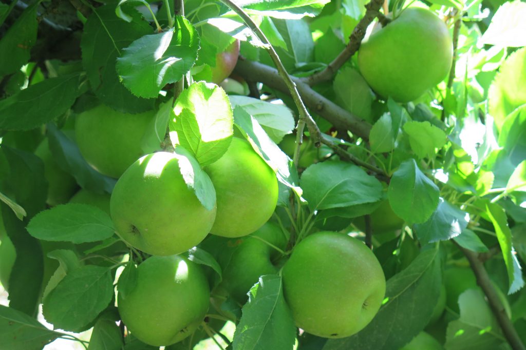 Pick your own apples, Hendersonville, NC