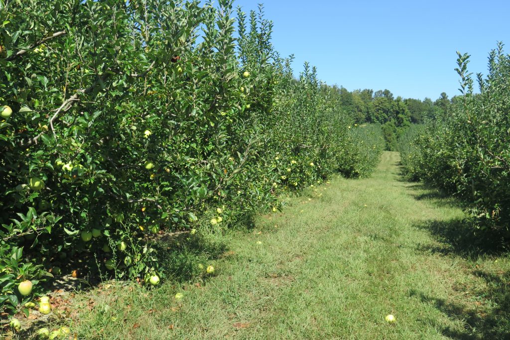 Pick your own apples, Hendersonville, NC