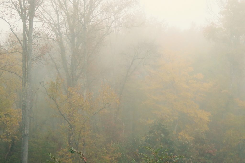 Autumn mist