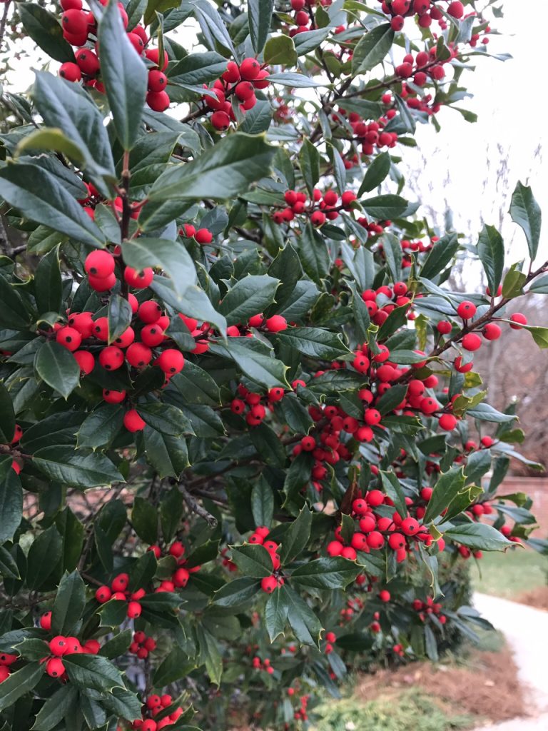 cây Holly