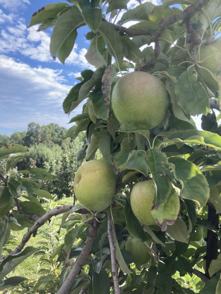 Mùa Táo (Apples Seasson)