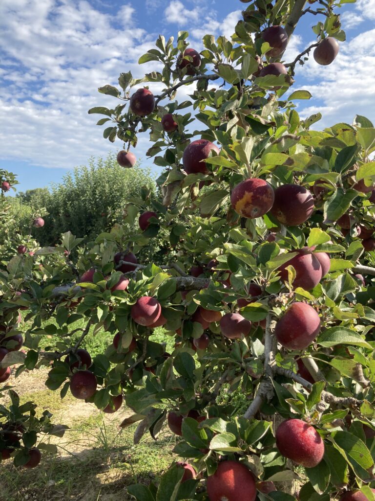 Mùa Táo (Apples Seasson)