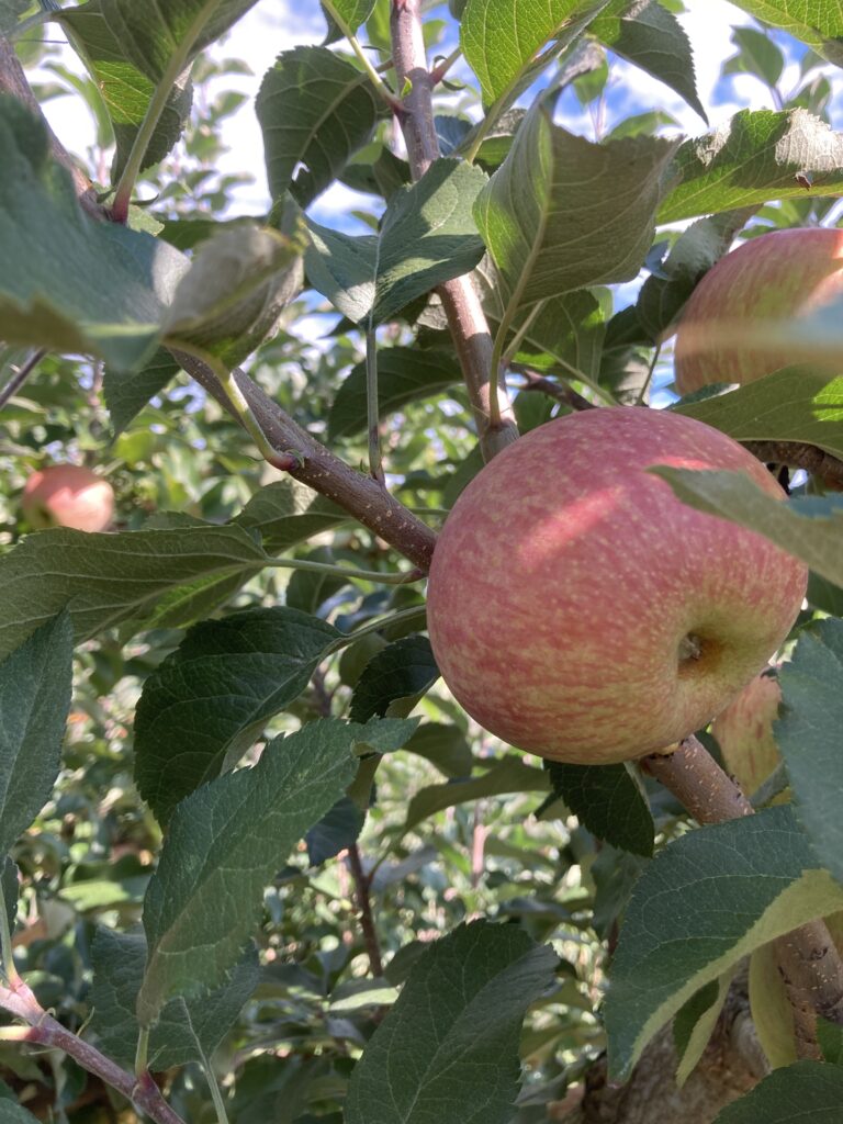 Mùa Táo (Apples Seasson)