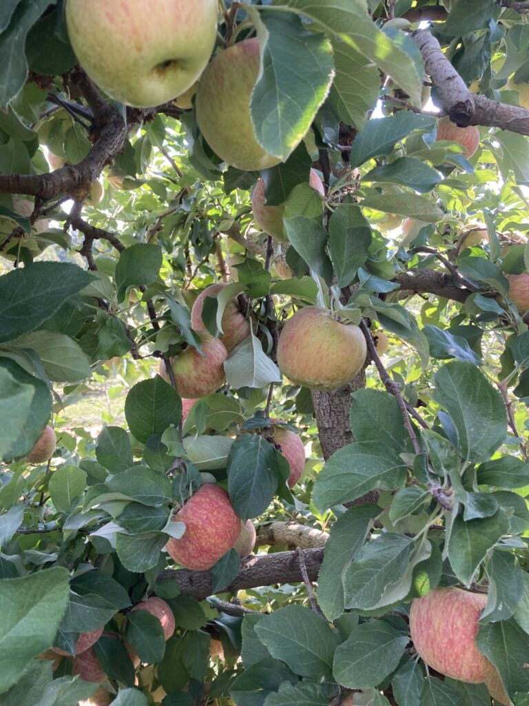 Mùa Táo (Apples Seasson)