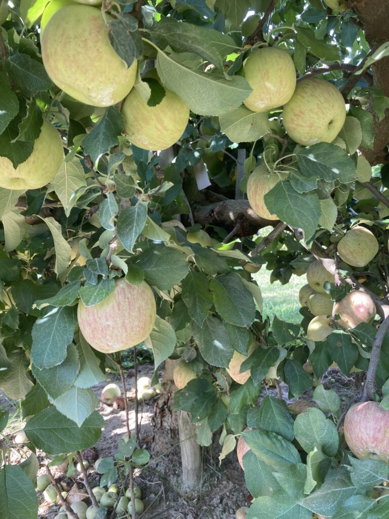 Mùa Táo (Apples Seasson)