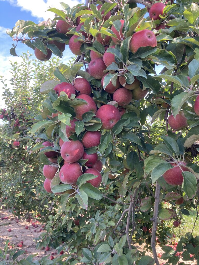 Mùa Táo (Apples Seasson)