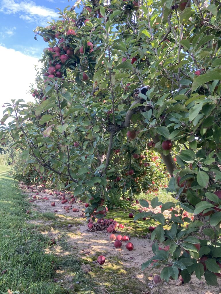 Mùa Táo (Apples Seasson)