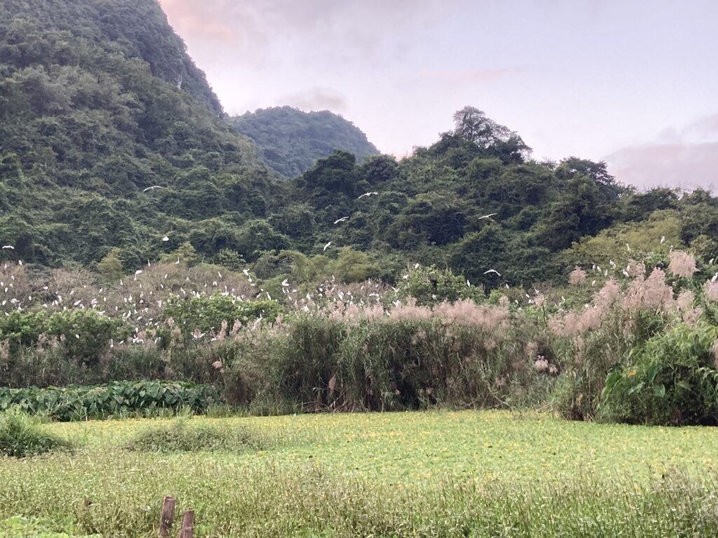 Chim về tổ, Thung Nham, Ninh Bình