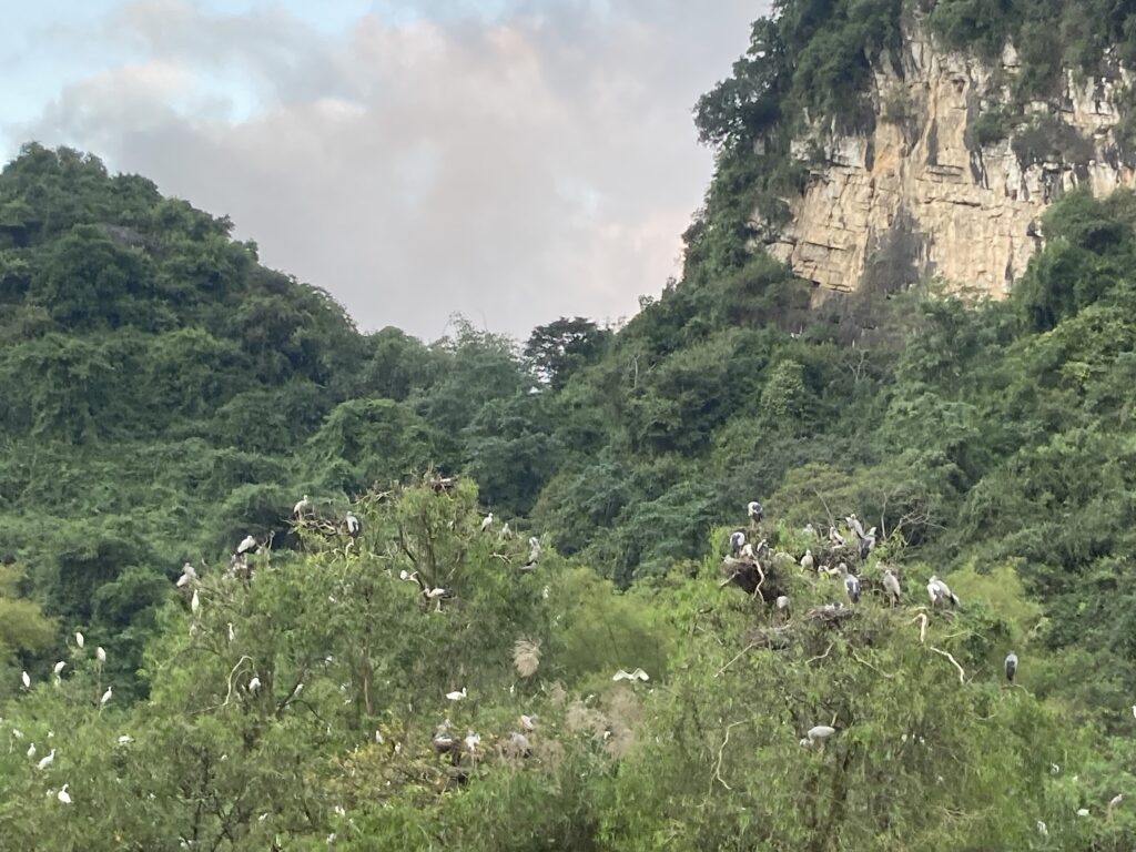 Chim về tổ, Thung Nham, Ninh Bình