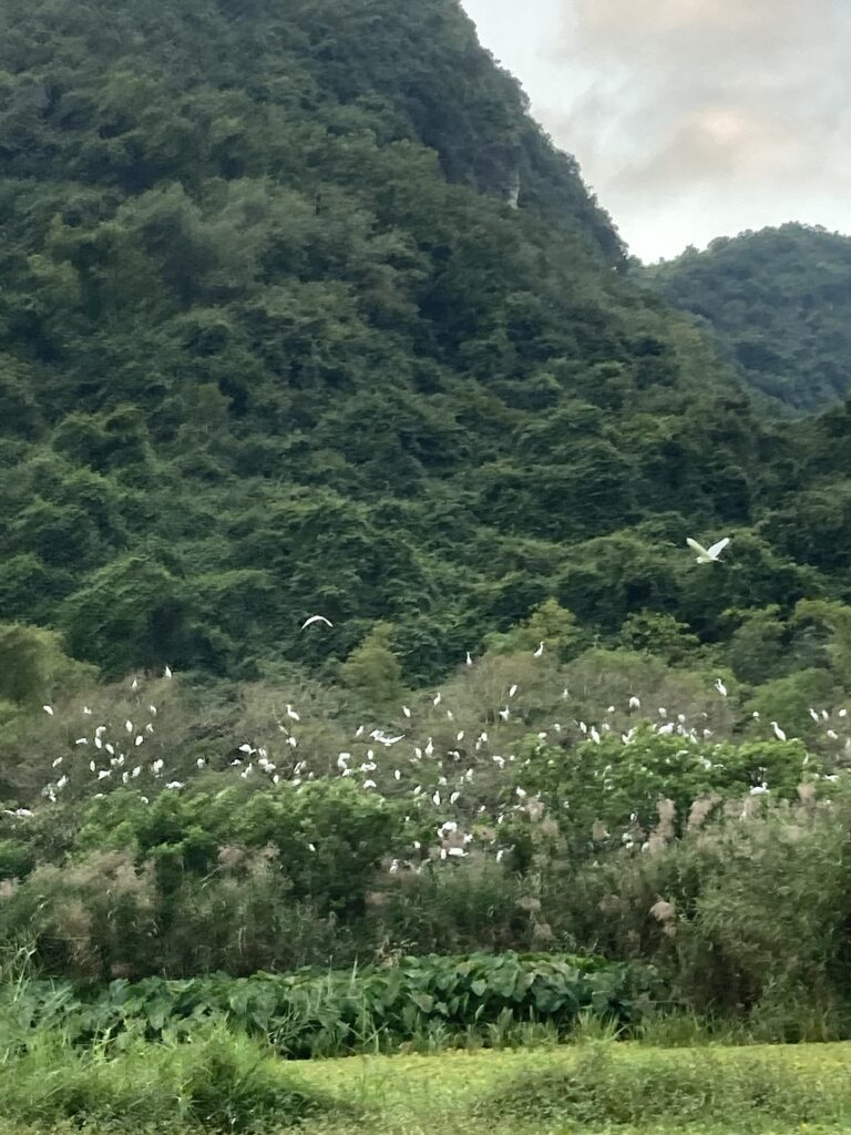 Chim về tổ, Thung Nham, Ninh Bình