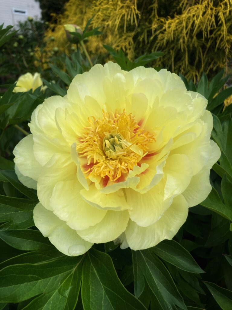 Hoa Peony