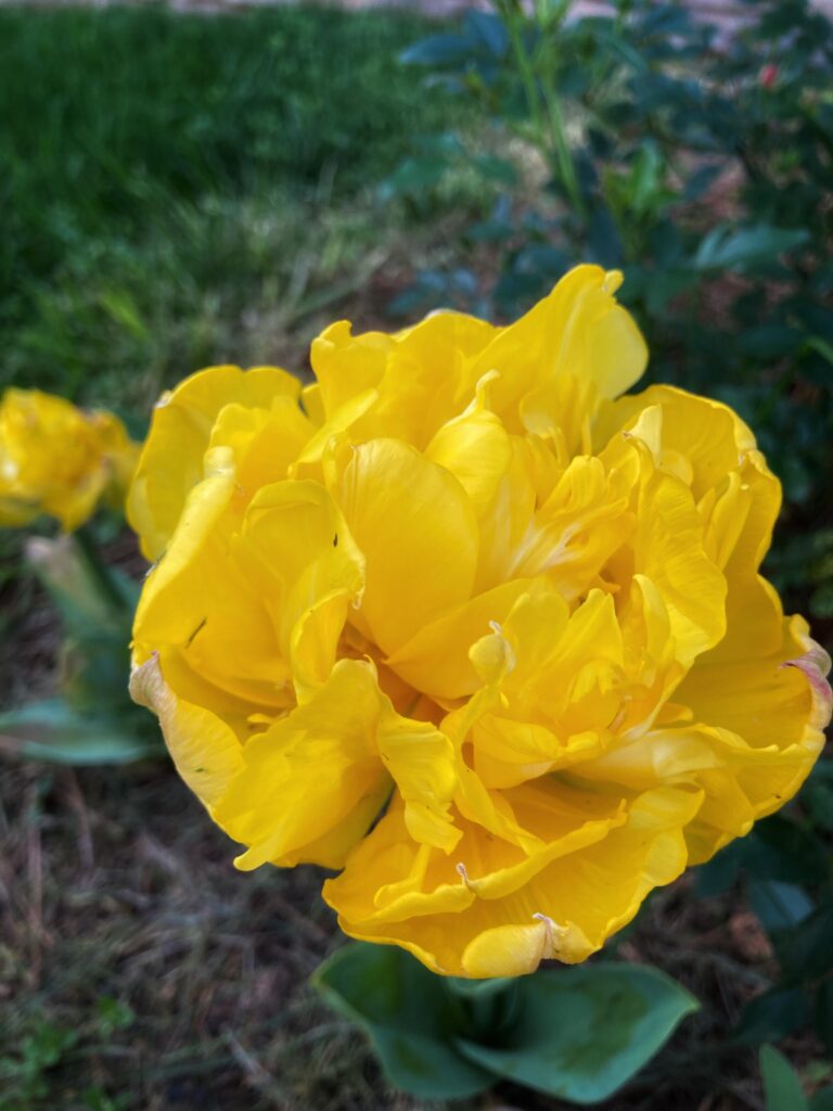 Hoa Tulip