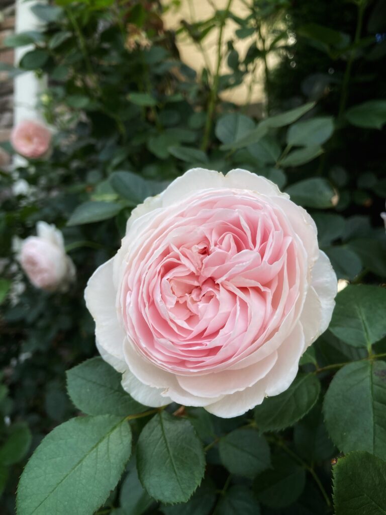 Hoa Rose