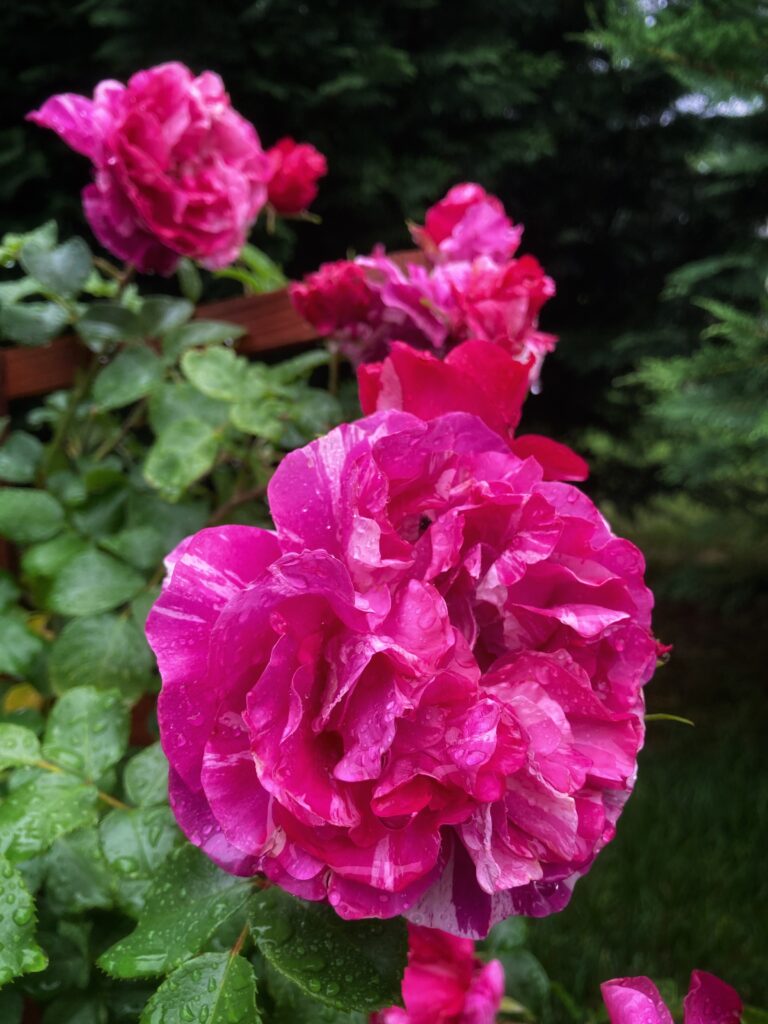 Flowers in the rain