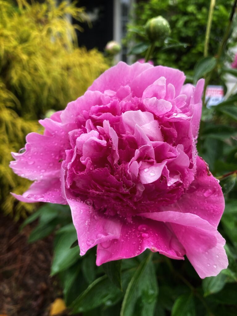 Flowers in the rain