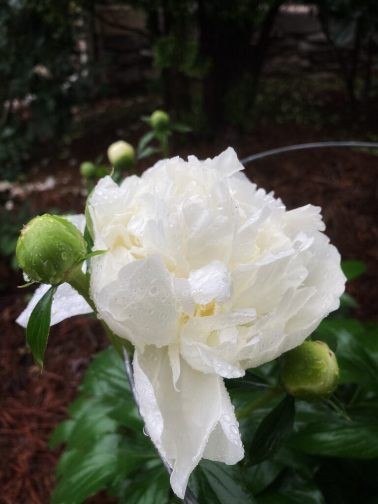 Flowers in the rain