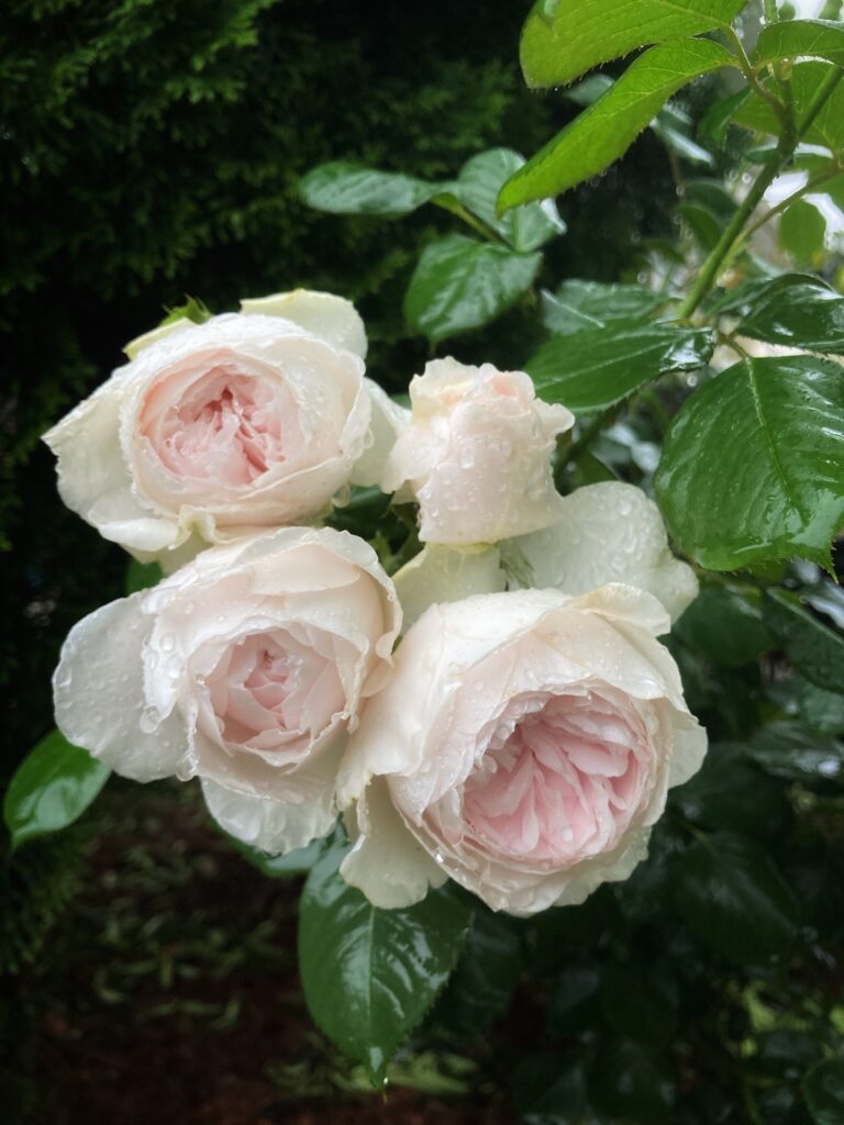 Flowers in the rain