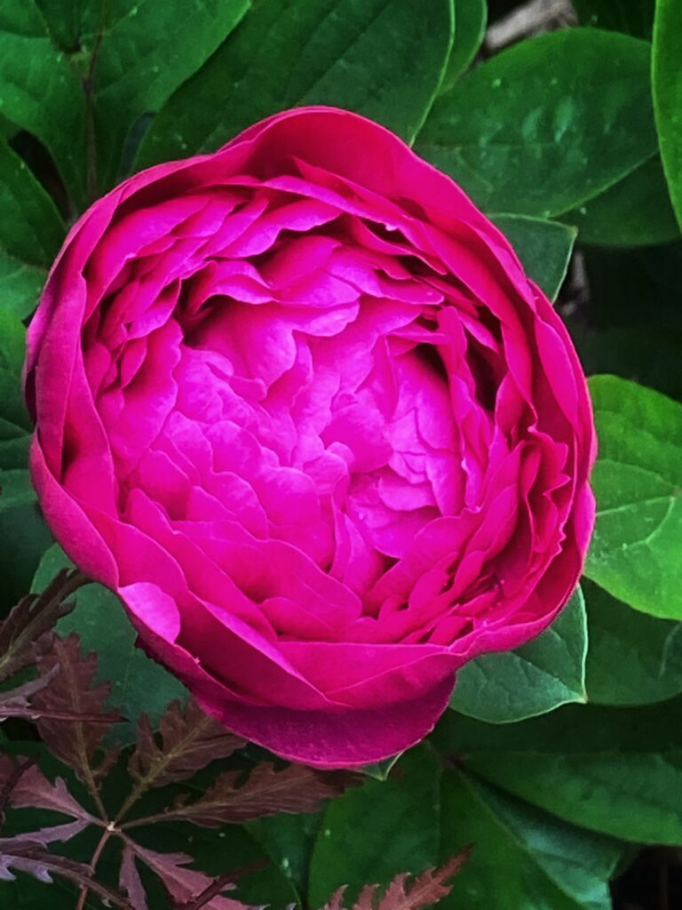 Hoa Peony