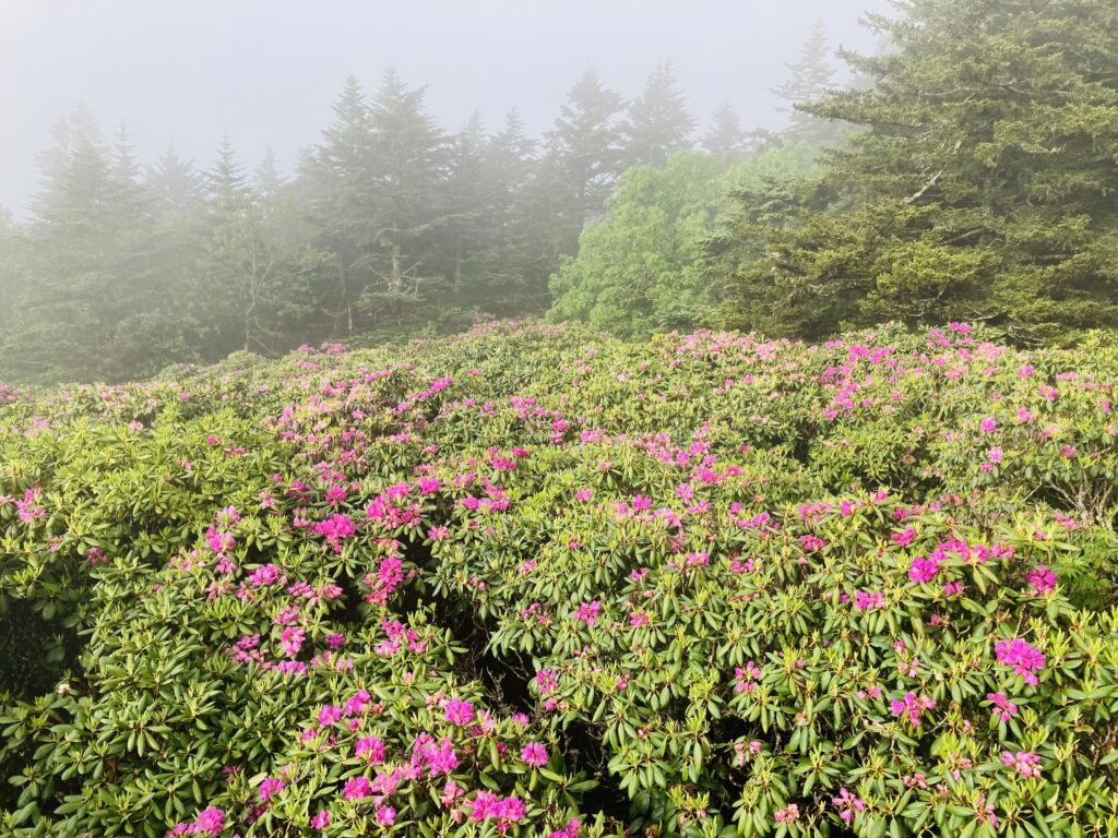 Hoa Rhododendron, Roan Mountain Rhododendron Gardens