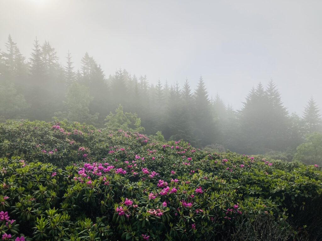 Hoa Rhododendron, Roan Mountain Rhododendron Gardens