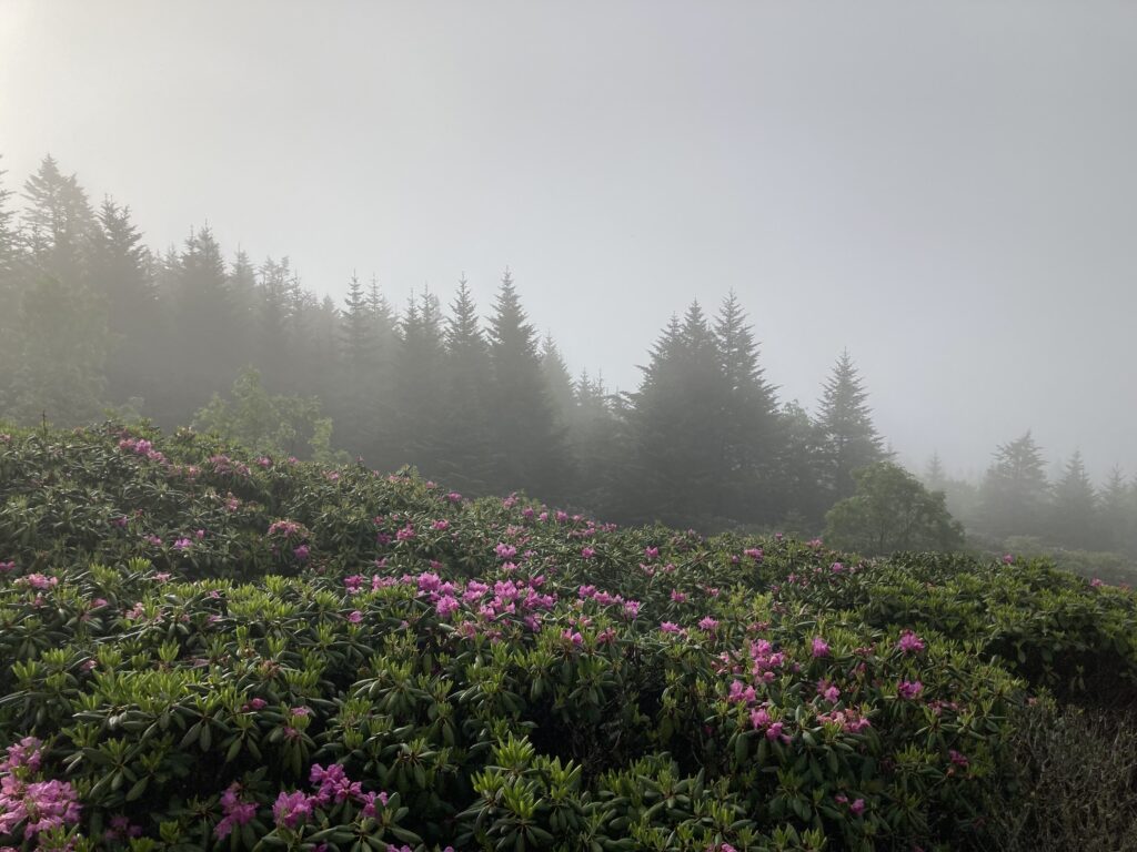 Hoa Rhododendron, Roan Mountain Rhododendron Gardens