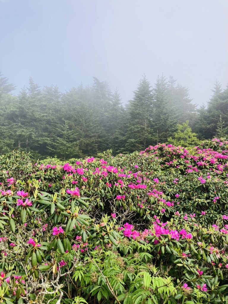 Hoa Rhododendron, Roan Mountain Rhododendron Gardens