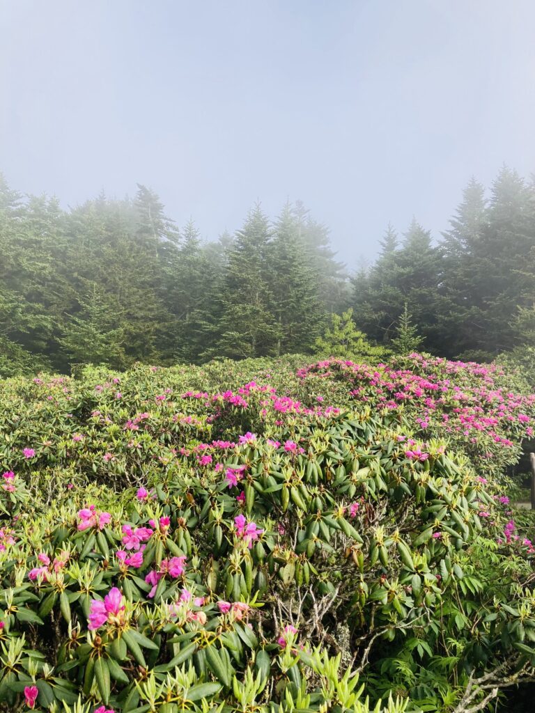 Hoa Rhododendron, Roan Mountain Rhododendron Gardens