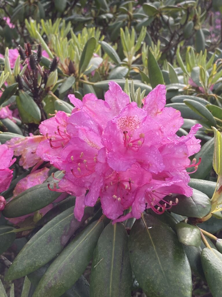 Hoa Rhododendron, Roan Mountain Rhododendron Gardens