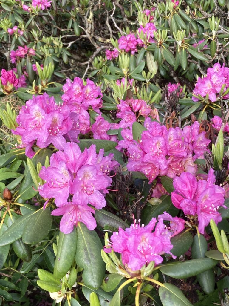 Hoa Rhododendron, Roan Mountain Rhododendron Gardens