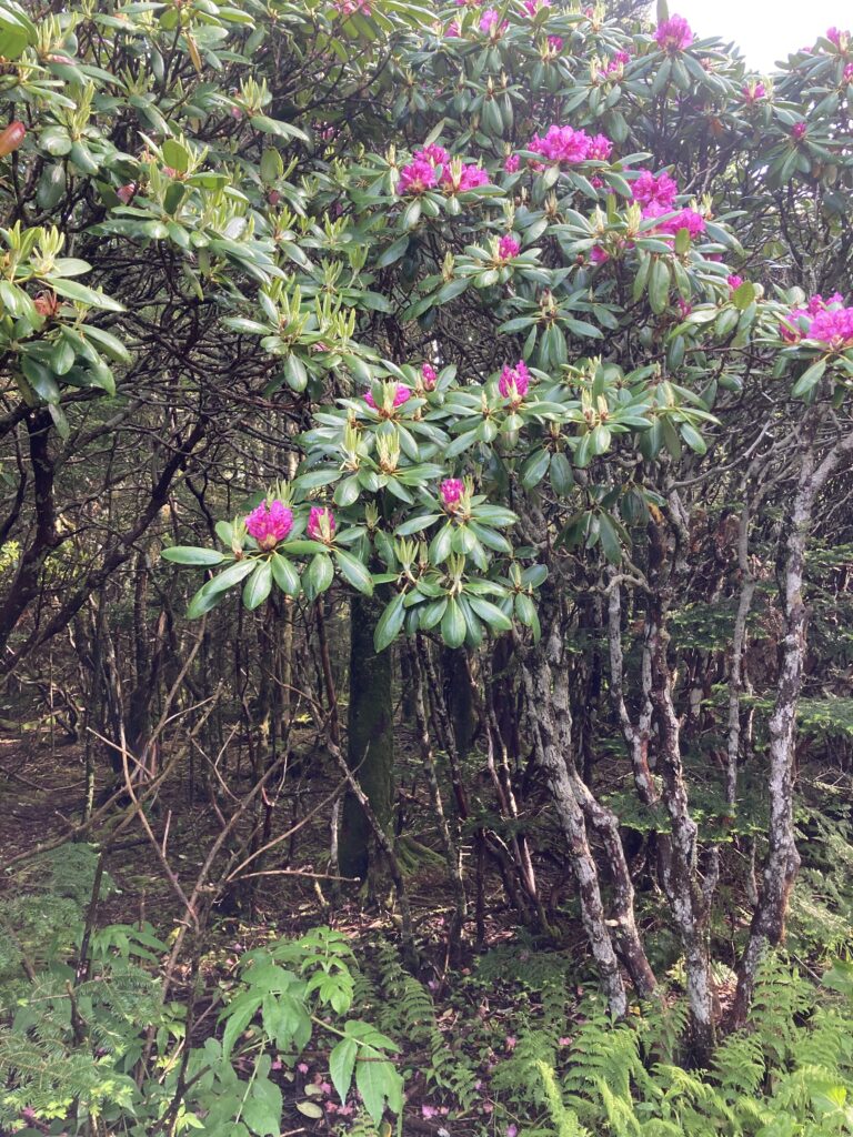 Hoa Rhododendron, Roan Mountain Rhododendron Gardens