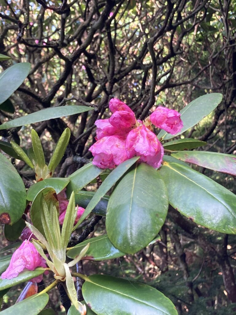 Hoa Rhododendron, Roan Mountain Rhododendron Gardens