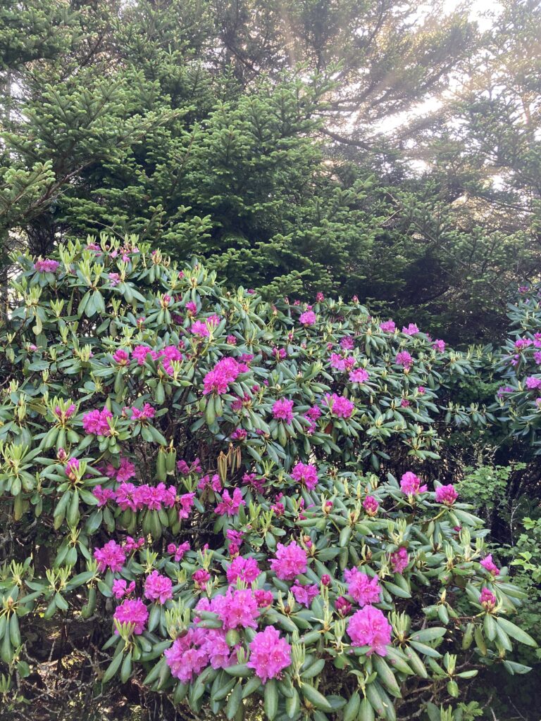 Hoa Rhododendron, Roan Mountain Rhododendron Gardens