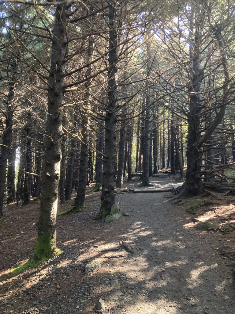 Carver's Gap, Roan Mountain