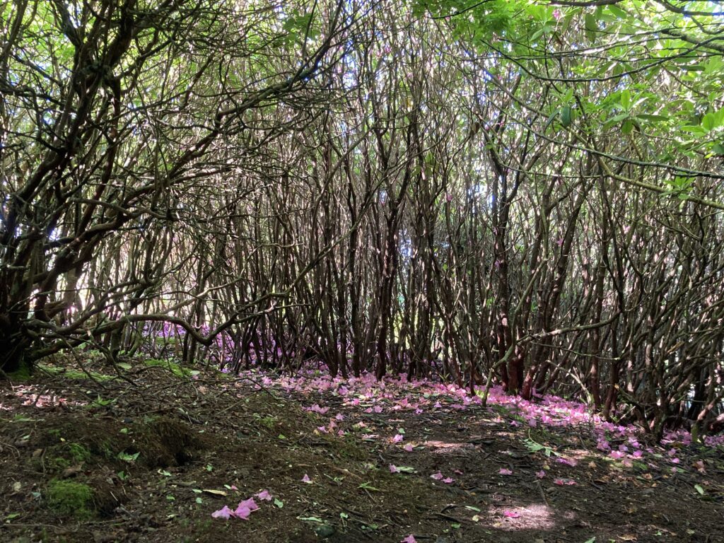 Carver's Gap, Roan Mountain