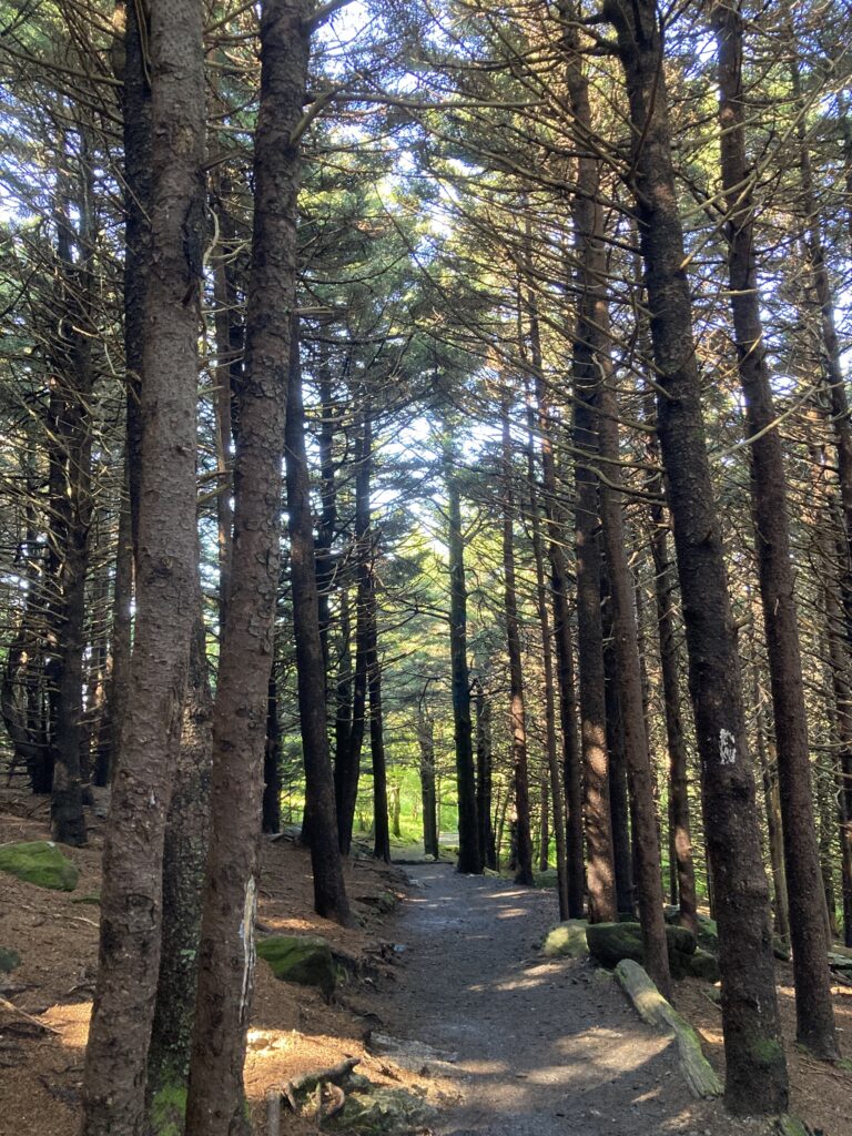 Carver's Gap, Roan Mountain