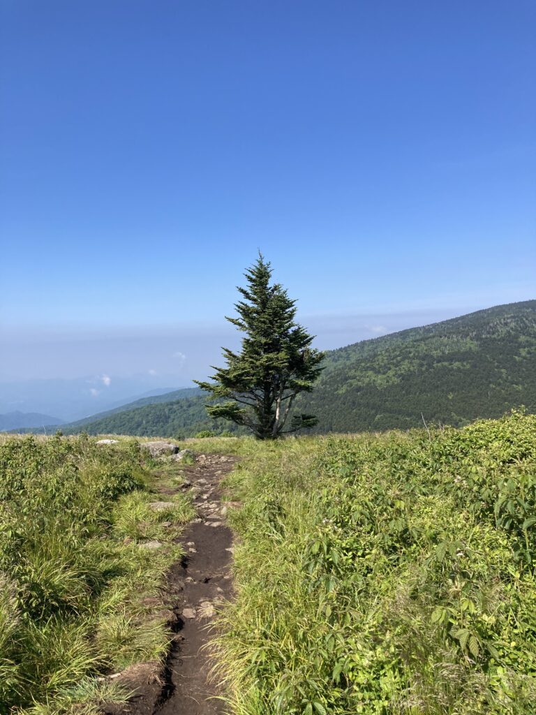 Carver's Gap, Roan Mountain