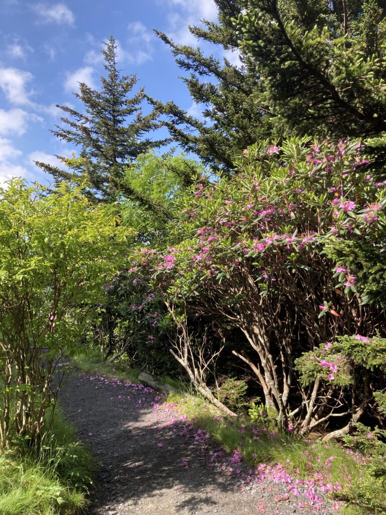 Carver's Gap, Roan Mountain