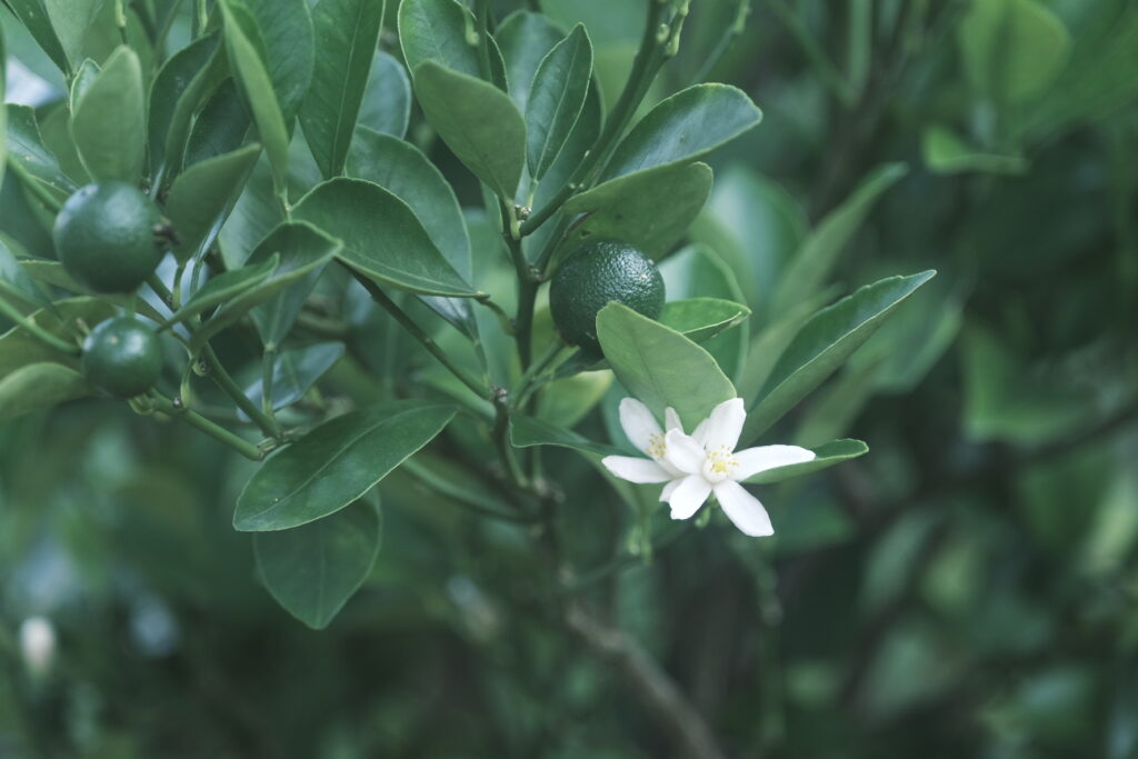 Fujifilm X-T4 Classic Neg